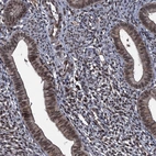 Immunohistochemical staining of human endometrium shows moderate nuclear positivity in glandular cells.