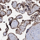 Immunohistochemical staining of human placenta shows moderate nuclear positivity in trophoblastic cells.