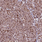 Immunohistochemical staining of human pancreas shows moderate nuclear positivity in exocrine glandular cells.