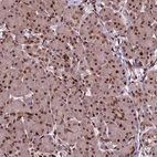 Immunohistochemical staining of human pancreas shows moderate nuclear positivity in exocrine glandular cells.
