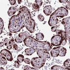 Immunohistochemical staining of human placenta shows strong nuclear positivity in trophoblastic cells.