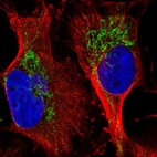 Immunofluorescent staining of human cell line U-251 MG shows localization to mitochondria.