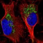 Immunofluorescent staining of human cell line U-251 MG shows localization to mitochondria.