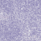Immunohistochemical staining of human lymph node shows no positivity in non-germinal center cells as expected.