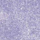 Immunohistochemical staining of human lymph node shows no positivity in non-germinal center cells as expected.