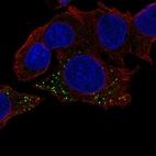 Immunofluorescent staining of human cell line Hep G2 shows localization to vesicles.