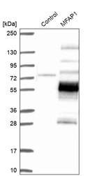 Western blot analysis in control (vector only transfected HEK293T lysate) and MFAP1 over-expression lysate (Co-expressed with a C-terminal myc-DDK tag (~3.1 kDa) in mammalian HEK293T cells, LY401800).