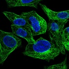 Immunofluorescent staining of human cell line Hep G2 shows localization to microtubules.