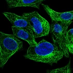 Immunofluorescent staining of human cell line Hep G2 shows localization to microtubules.