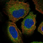 Immunofluorescent staining of human cell line U-2 OS shows localization to cytosol & endoplasmic reticulum.