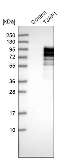Western blot analysis in control (vector only transfected HEK293T lysate) and TJAP1 over-expression lysate (Co-expressed with a C-terminal myc-DDK tag (~3.1 kDa) in mammalian HEK293T cells, LY409148).