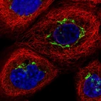 Immunofluorescent staining of human cell line A-431 shows localization to the Golgi apparatus.