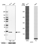 Western blot analysis in human cell lines PC-3 and HeLa using Anti-CST3 antibody. Corresponding CST3 RNA-seq data are presented for the same cell lines. Loading control: Anti-HSP90B1.