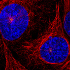 Immunofluorescence staining of U2OS cells using the anti-CEP350 monoclonal antibody, showing specific staining of the centrosome in green. Microtubule- and nuclear probes are visualized in red and blue, respectively (where available).