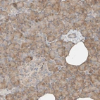 Immunohistochemical staining of human pancreas shows moderate cytoplasmic positivity in exocrine glandular cells.