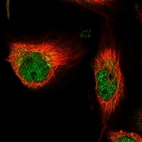 Immunofluorescent staining of human cell line U-251 MG shows localization to nucleoplasm & cytosol.