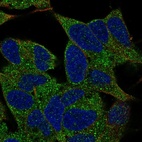 Immunofluorescent staining of human cell line SH-SY5Y shows localization to vesicles.