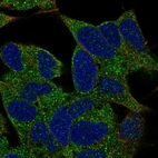 Immunofluorescent staining of human cell line SH-SY5Y shows localization to vesicles.