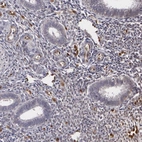 Immunohistochemical staining of human endometrium shows strong nuclear positivity in endothelial cells.