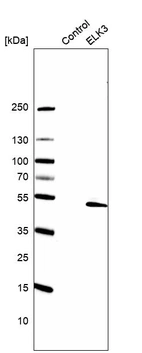 Western blot analysis in control (vector only transfected HEK293T lysate) and ELK3 over-expression lysate (Co-expressed with a C-terminal myc-DDK tag (~3.1 kDa) in mammalian HEK293T cells, LY401602).