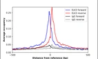 ChIP-Exo-Seq composite graph for Anti-ELK3 (HPA001600, Lot A08304) tested in K562 cells. Strand-specific reads (blue: forward, red: reverse) and IgG controls (black: forward, grey: reverse) are plotted against the distance from a composite set of reference binding sites. The antibody exhibits robust target enrichment compared to a non-specific IgG control and precisely reveals its structural organization around the binding site. Data generated by Prof. B. F. Pugh´s Lab at Cornell University.