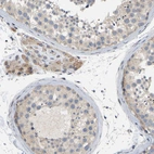 Immunohistochemical staining of human testis shows moderate positivity in Leydig cells.