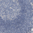 Immunohistochemical staining of human lymph node shows no positivity in non-germinal center cells.