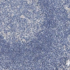 Immunohistochemical staining of human lymph node shows no positivity in non-germinal center cells.
