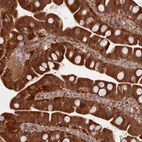 Immunohistochemical staining of human small intestine shows strong cytoplasmic positivity in glandular cells.