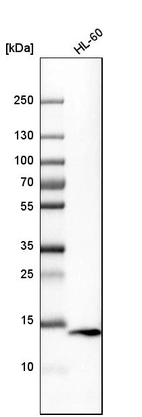 Western blot analysis in human cell line HL-60.