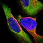 Immunofluorescent staining of human cell line U-2 OS shows localization to cytosol.