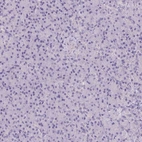Immunohistochemical staining of human pancreas shows no positivity in exocrine glandular cells.