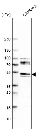 Western blot analysis in human cell line CAPAN-2.