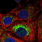 Immunofluorescent staining of human cell line MCF7 shows localization to nucleoplasm, mitochondria & cytokinetic bridge.