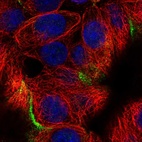 Immunofluorescent staining of human cell line MCF7 shows localization to cell junctions.