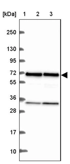 Lane 1: Marker [kDa] 250, 130, 95, 72, 55, 36, 28, 17, 10_br/_Lane 2: Human cell line RT-4_br/_Lane 3: Human cell line U-251 MG