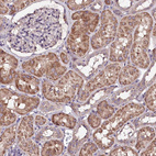 Immunohistochemical staining of human kidney shows moderate cytoplasmic granular positivity in cells in tubules.