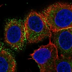Immunofluorescent staining of human cell line MCF7 shows localization to plasma membrane & cell junctions.
