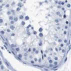 Immunohistochemical staining of human testis using Anti-MS4A1 antibody HPA014341.
