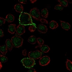 Immunofluorescent staining of human cell line REH shows localization to nucleus & plasma membrane.