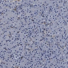 Immunohistochemical staining of human pancreas shows no positivity in exocrine glandular cells as expected.