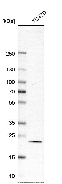 Anti-RAB18 Antibody