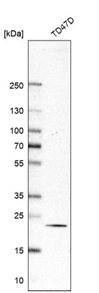 Anti-RAB18 Antibody