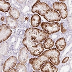 Immunohistochemical staining of human kidney shows strong membranous positivity in cells in tubules.