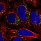Immunofluorescent staining of human cell line U-2 OS shows localization to vesicles.
