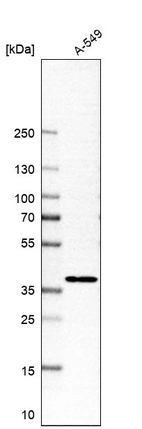 Western blot analysis in human cell line A-549.