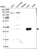 Western blot analysis in human cell line RT-4, human cell line U-251 MG, human plasma, human liver tissue and human tonsil tissue.