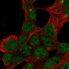 Immunofluorescent staining of human cell line HEK 293 shows localization to nucleoplasm & the Golgi apparatus.