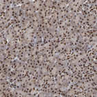 Immunohistochemical staining of human pancreas shows strong nuclear positivity in exocrine glandular cells.