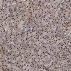 Immunohistochemical staining of human pancreas shows strong nuclear positivity in exocrine glandular cells.